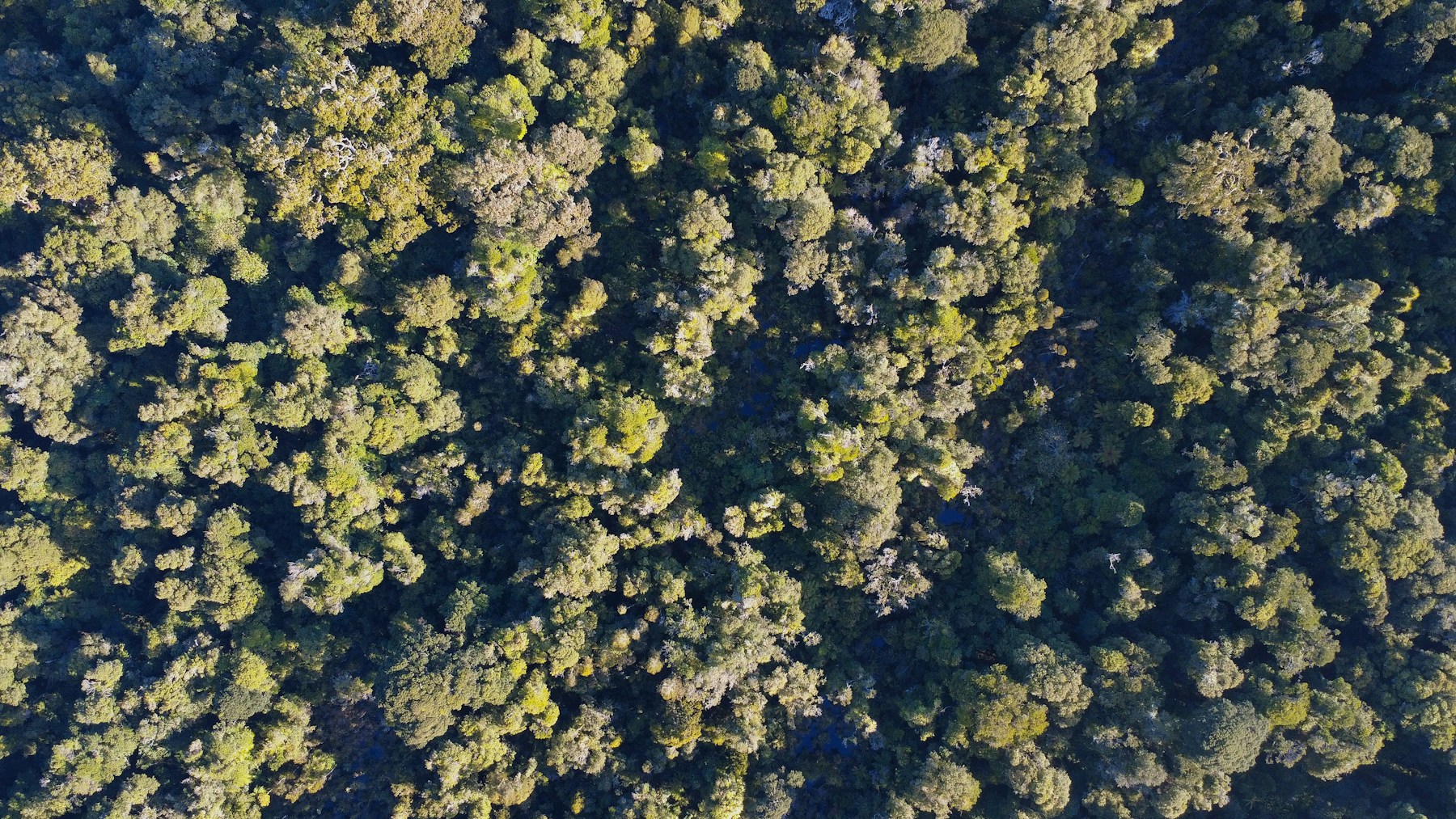 Forest canopy near Lake Mahinapua on the West Coast of New Zealand