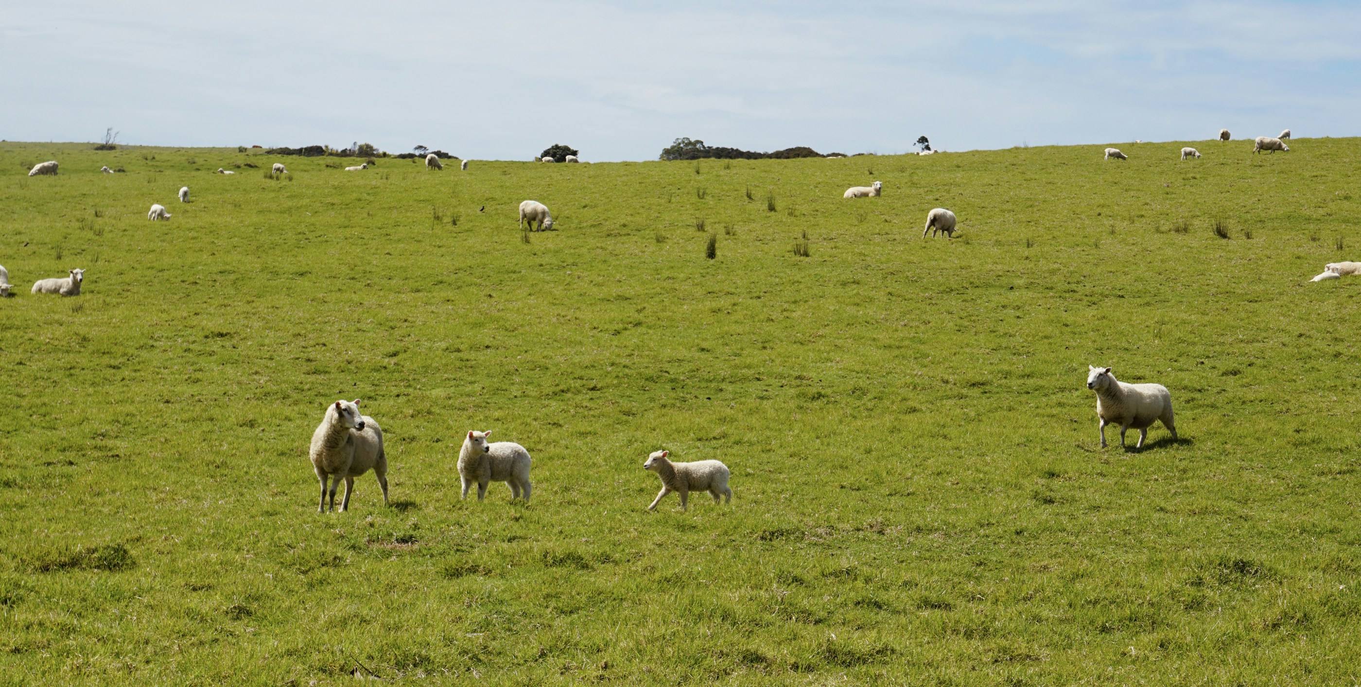 Sheep and lambs on a pasture hillside in Matakana, New Zealand